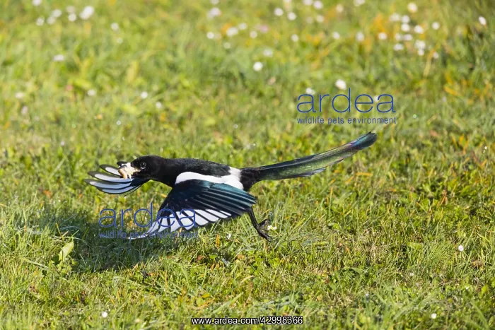 : European Magpie - in flight taking off from lawn : European Magpie - in flight taking off from lawn