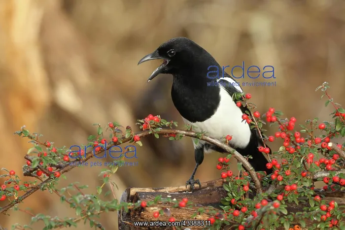 : European magpie (Pica pica) calling, on berries : European magpie (Pica pica) calling, on berries