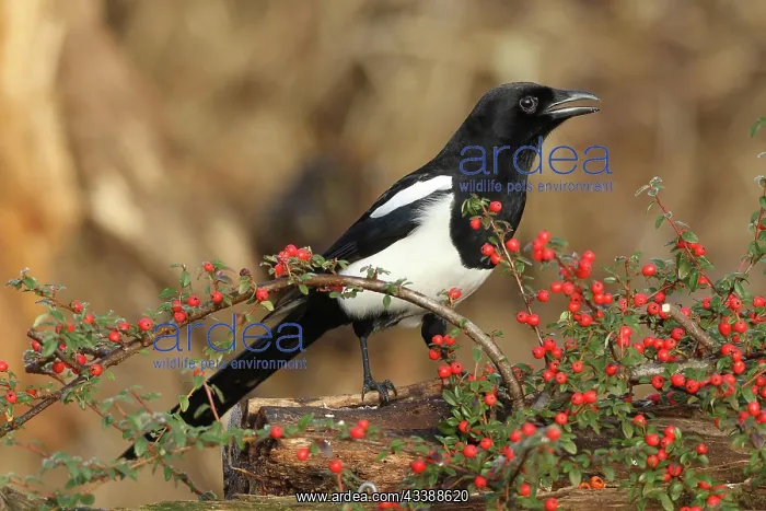 : European magpie (Pica pica) calling, on berries : European magpie (Pica pica) calling, on berries