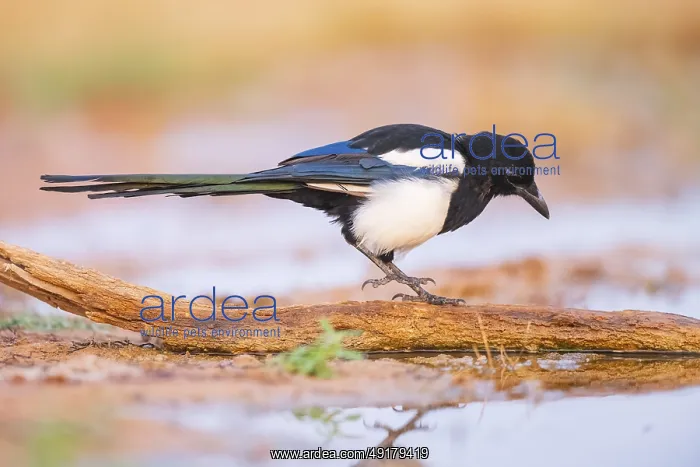 : European magpie (Pica pica) on a farmers field at a drinking pool : European magpie (Pica pica) on a farmers field at a drinking pool