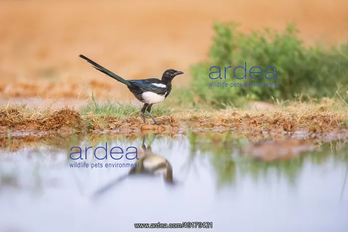  : European magpie (Pica pica) on a farmers field at a drinking pool