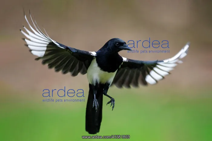 : European magpie (Pica pica), Germany, Europe : European magpie (Pica pica), Germany, Europe