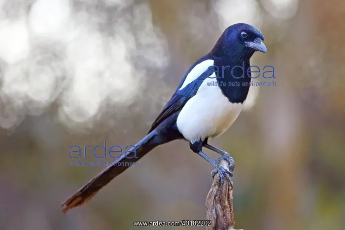 : European magpie (Pica pica) sitting on a root, Solms : European magpie (Pica pica) sitting on a root, Solms