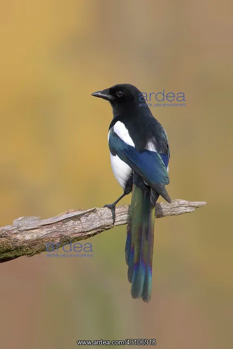 : European magpie (Pica pica) standing on a moss-covered : European magpie (Pica pica) standing on a moss-covered
