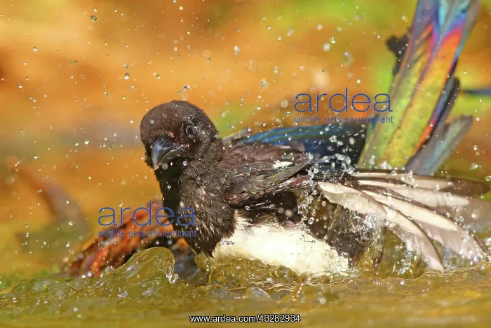 : European magpie (Pica pica ), Young bird bathes : European magpie (Pica pica ), Young bird bathes