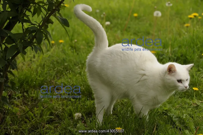 : European male cat marking its territory France : European male cat marking its territory France