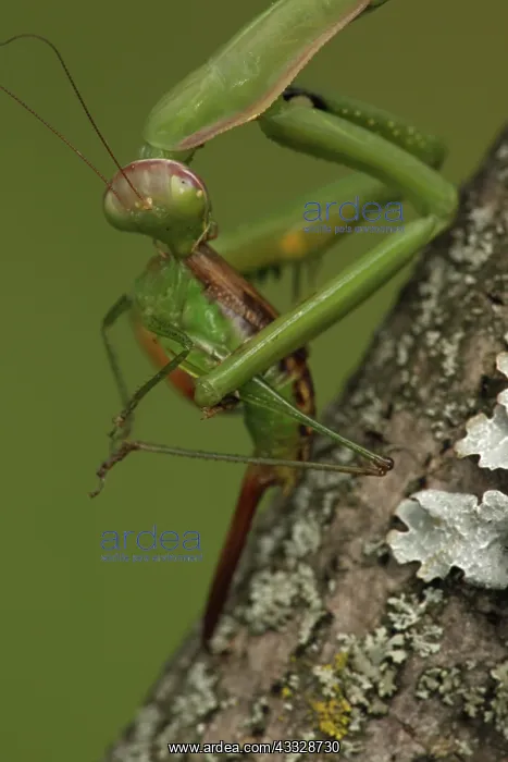 : European Mantid (Mantis religiosa) eating Common : European Mantid (Mantis religiosa) eating Common