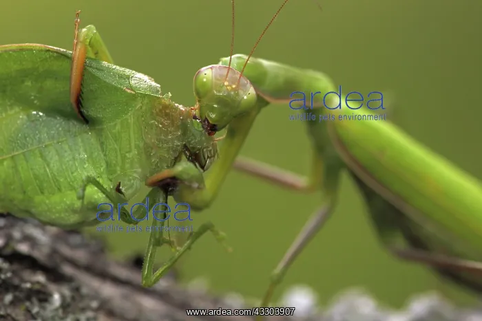: European Mantid (Mantis religiosa) eating Katydid : European Mantid (Mantis religiosa) eating Katydid