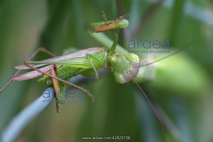 : European Mantid / Praying Mantis - eating Grasshopper : European Mantid / Praying Mantis - eating Grasshopper