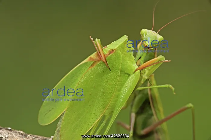 : European Mantid / Praying Mantis - eating Katydid : European Mantid / Praying Mantis - eating Katydid