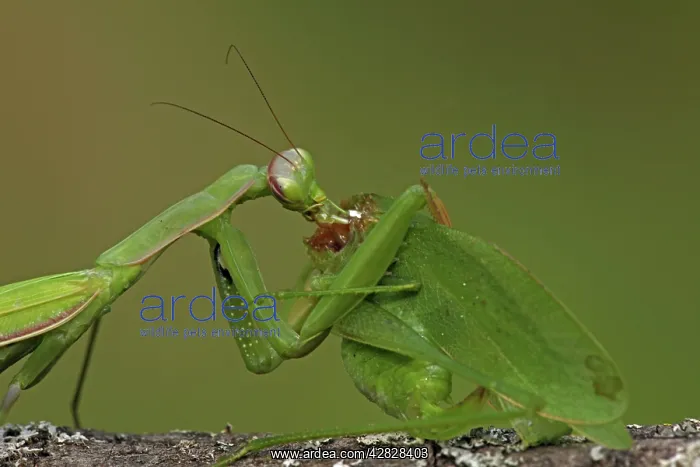  : European Mantid  /  Praying Mantis - eating Katydid