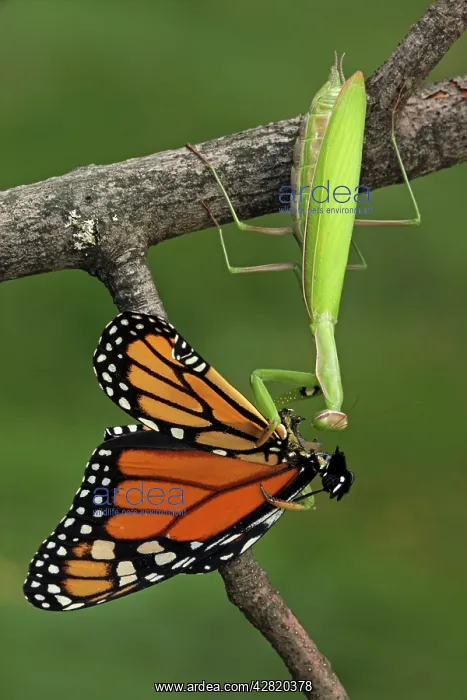 : European Mantid / Praying Mantis - eating Monarch : European Mantid / Praying Mantis - eating Monarch