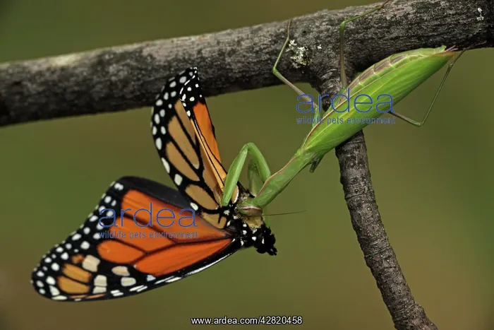 : European Mantid / Praying Mantis - eating Monarch : European Mantid / Praying Mantis - eating Monarch