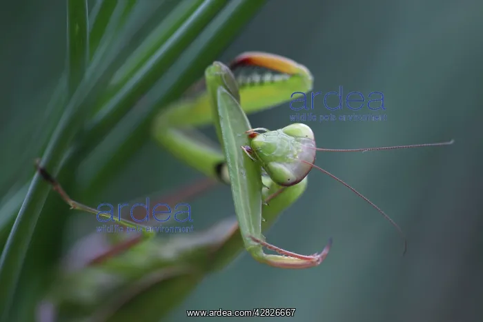 : European Mantid / Praying Mantis - grooming : European Mantid / Praying Mantis - grooming