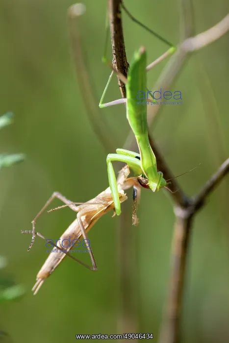 : EUROPEAN MANTIS : EUROPEAN MANTIS