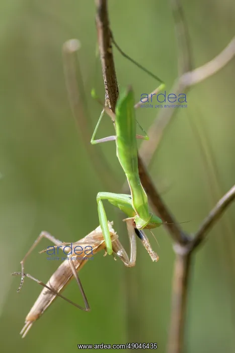 : EUROPEAN MANTIS : EUROPEAN MANTIS