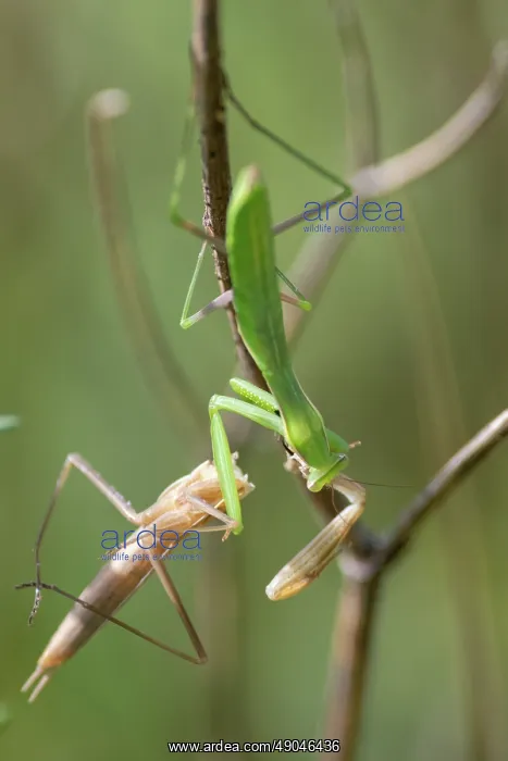 : EUROPEAN MANTIS : EUROPEAN MANTIS