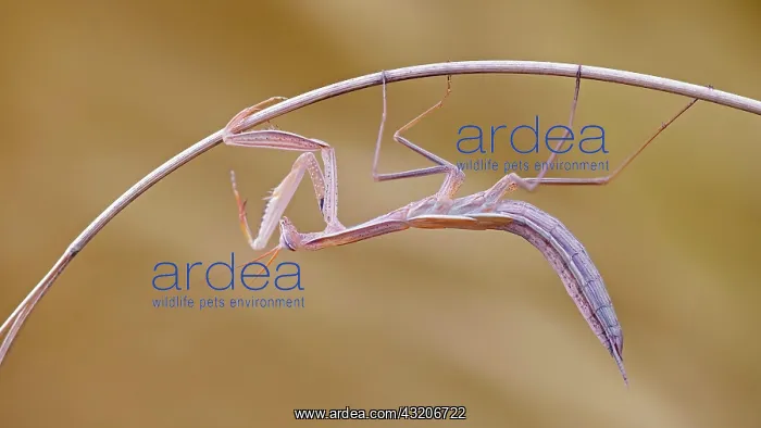 : European mantis (Mantis religiosa) brown variant : European mantis (Mantis religiosa) brown variant