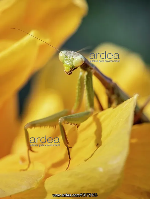 : European mantis (mantis religiosa) on a flower : European mantis (mantis religiosa) on a flower