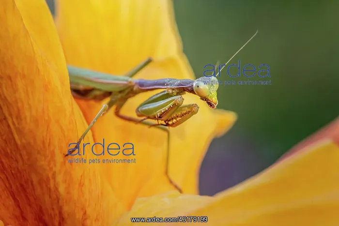 : European mantis (mantis religiosa) on a flower : European mantis (mantis religiosa) on a flower