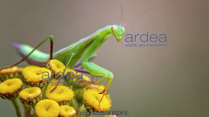 : European mantis (Mantis religiosa) green variant : European mantis (Mantis religiosa) green variant