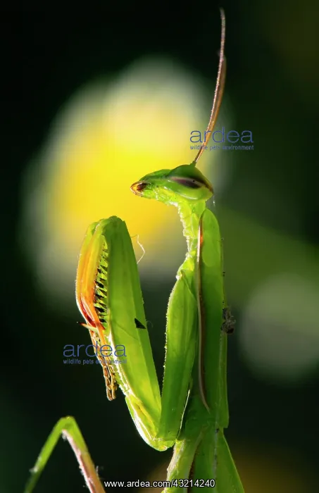 : European mantis (Mantis religiosa), Lower Austria : European mantis (Mantis religiosa), Lower Austria