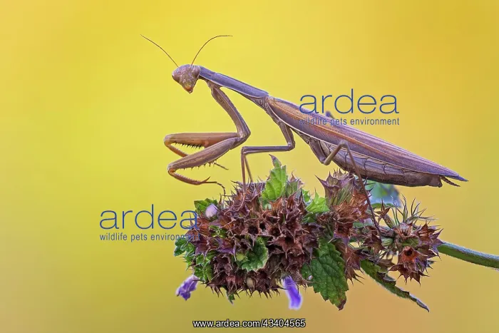 : European mantis (Mantis religiosa) mantis, Insect : European mantis (Mantis religiosa) mantis, Insect