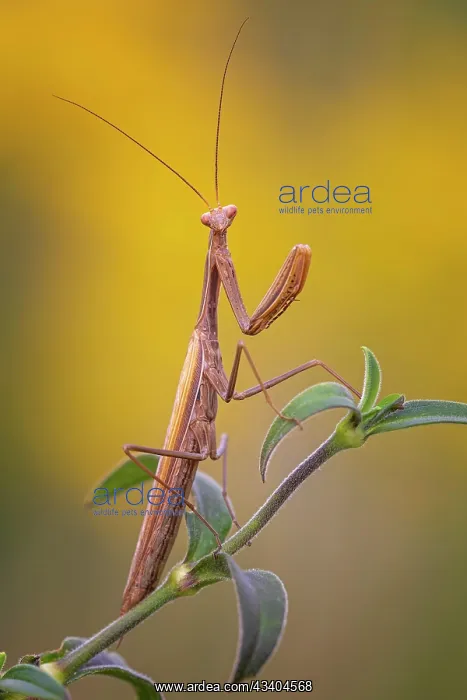 : European mantis (Mantis religiosa) mantis, Insect : European mantis (Mantis religiosa) mantis, Insect