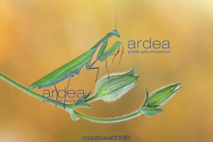 : European mantis (Mantis religiosa) mantis, Insect : European mantis (Mantis religiosa) mantis, Insect