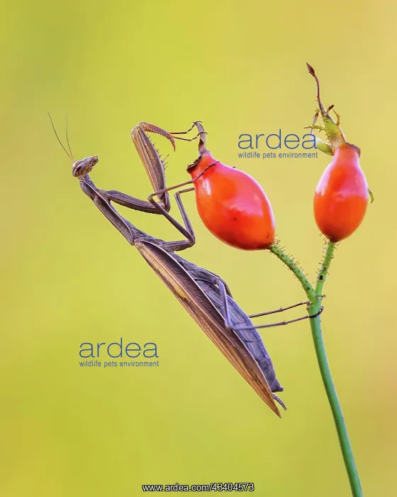: European mantis (Mantis religiosa) mantis, Insect : European mantis (Mantis religiosa) mantis, Insect
