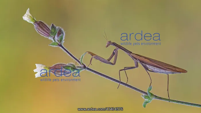 : European mantis (Mantis religiosa) mantis, Insect : European mantis (Mantis religiosa) mantis, Insect