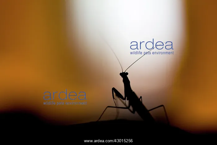 : European Mantis - at night : European Mantis - at night