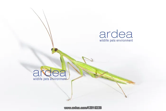 : European Mantis - studio with a white background : European Mantis - studio with a white background