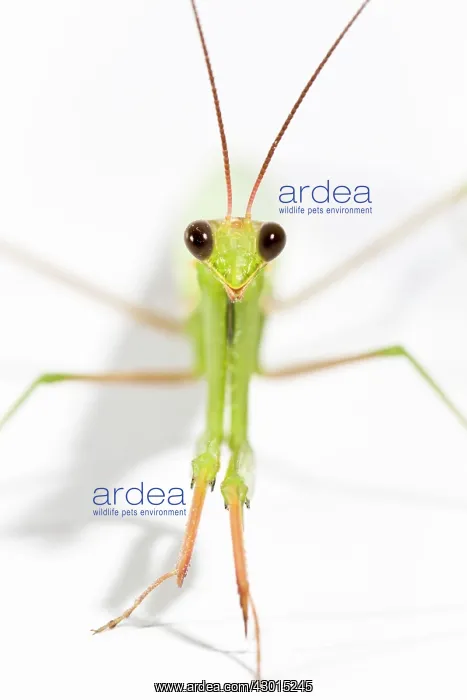 : European Mantis - studio with a white background : European Mantis - studio with a white background