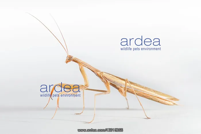 : European Mantis - studio with a white background : European Mantis - studio with a white background