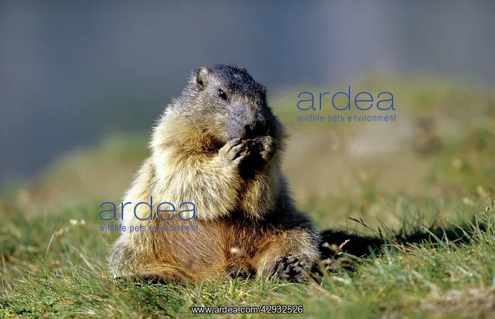  : European MARMOT