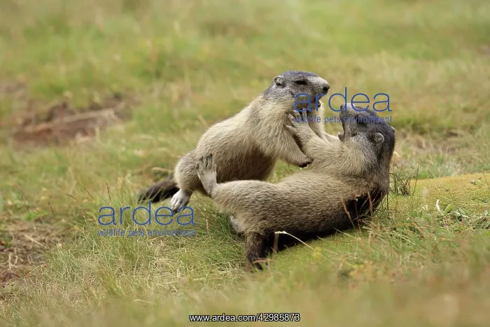 : European Marmot : European Marmot