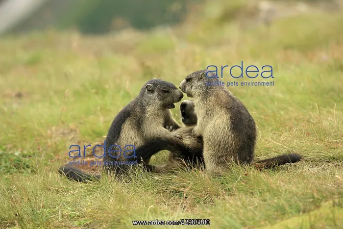 : European Marmot : European Marmot
