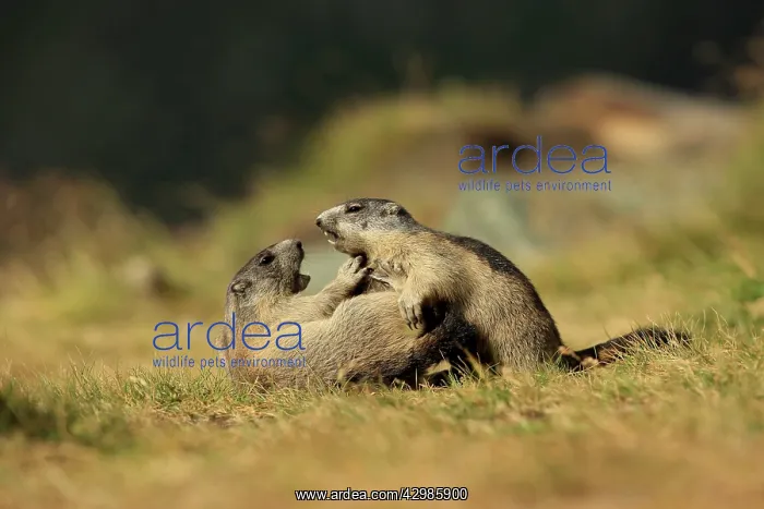 : European Marmot : European Marmot