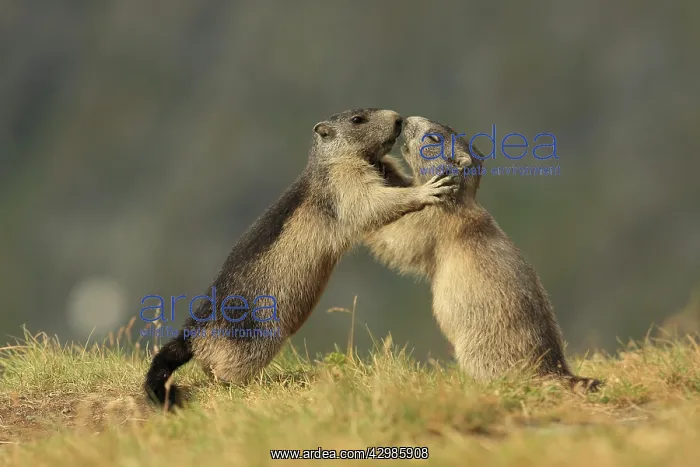 : European Marmot : European Marmot
