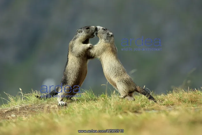 : European Marmot : European Marmot