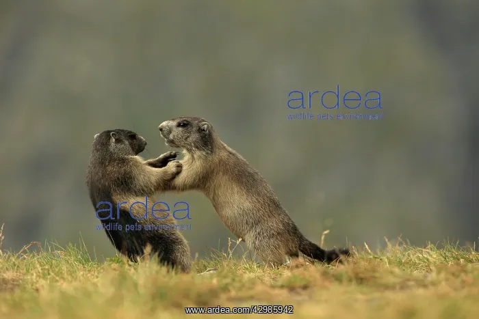 : European Marmot : European Marmot