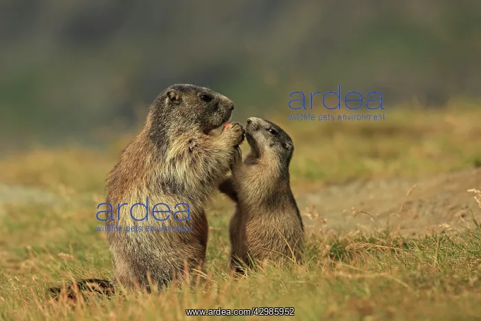  : European Marmot