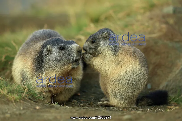 : European Marmot : European Marmot