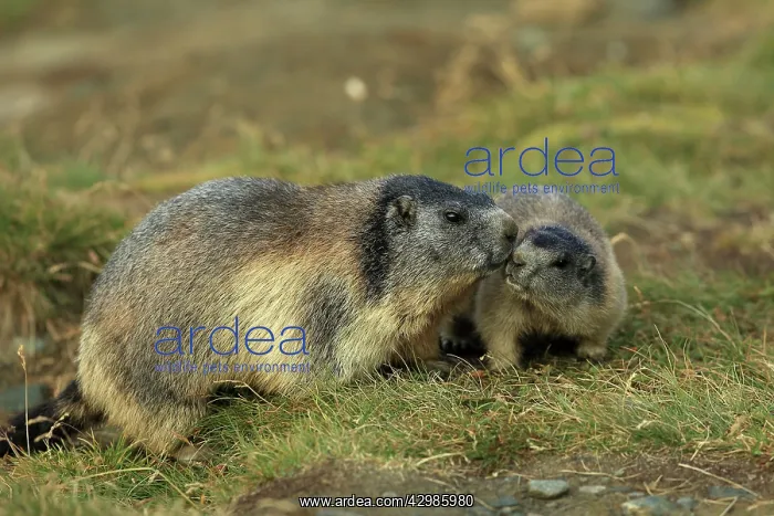  : European Marmot