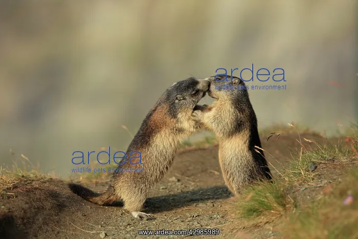 : European Marmot : European Marmot