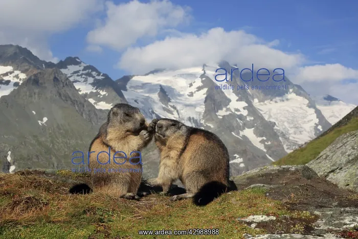 : European Marmot : European Marmot