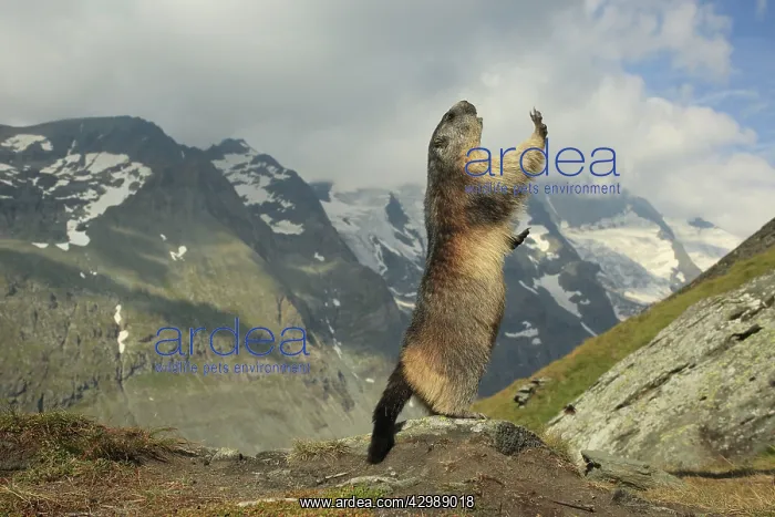 : European Marmot : European Marmot
