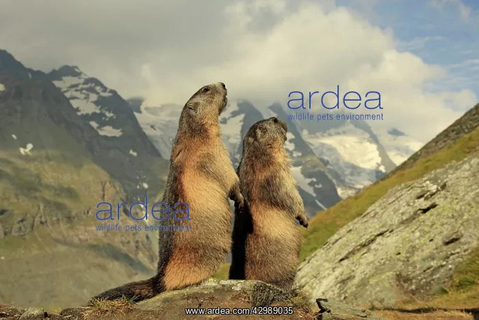 : European Marmot : European Marmot
