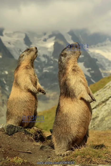 : European Marmot : European Marmot